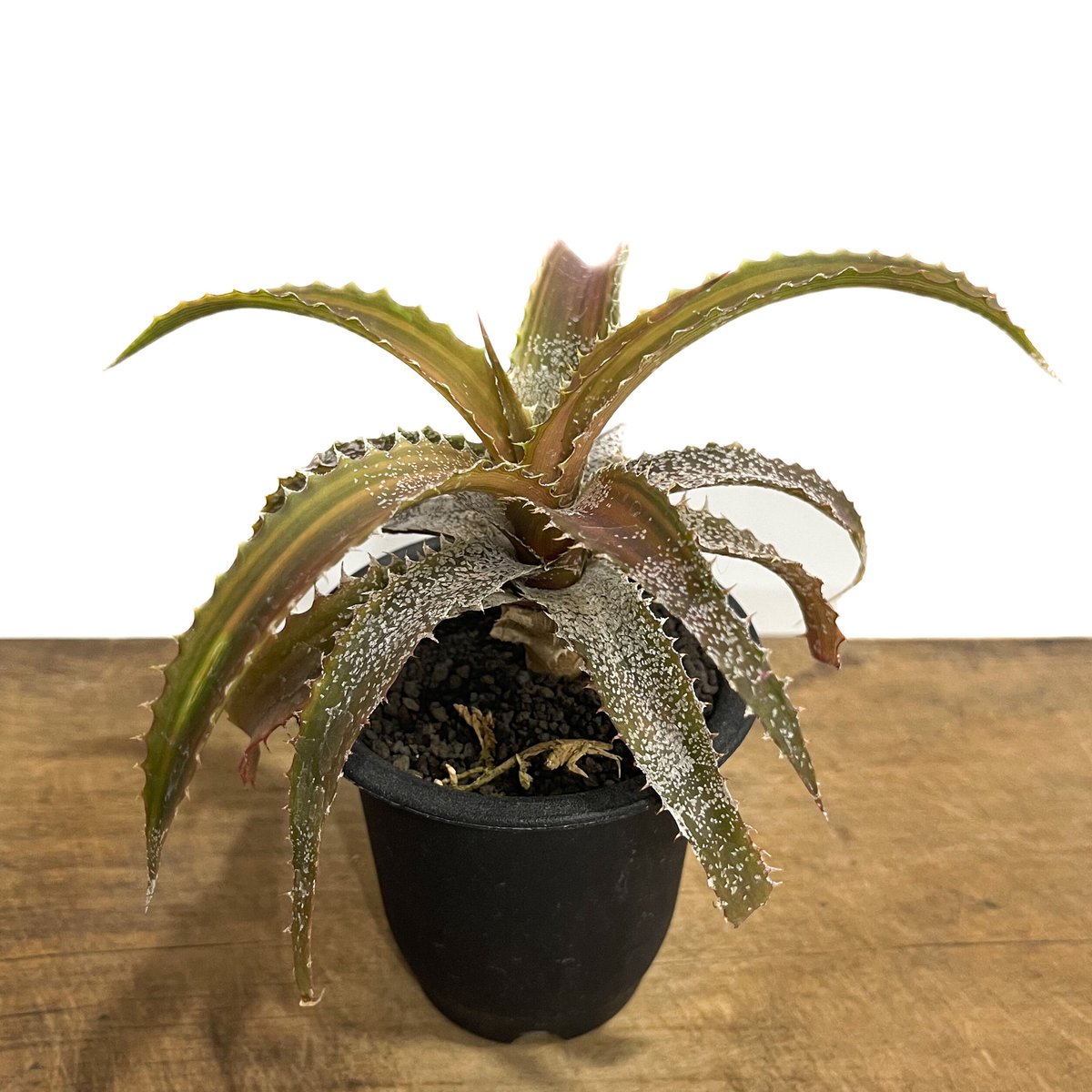 オルソフィツム ゲルケニー「Orthophytum gurkenii」6/28-881 | S