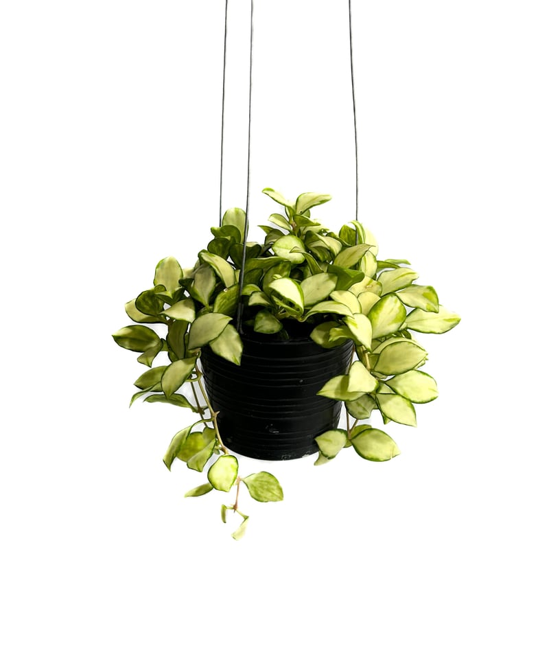 ホヤ ヘウスケリアナ 斑入「Hoya heuschkeliana var.」4/17-332