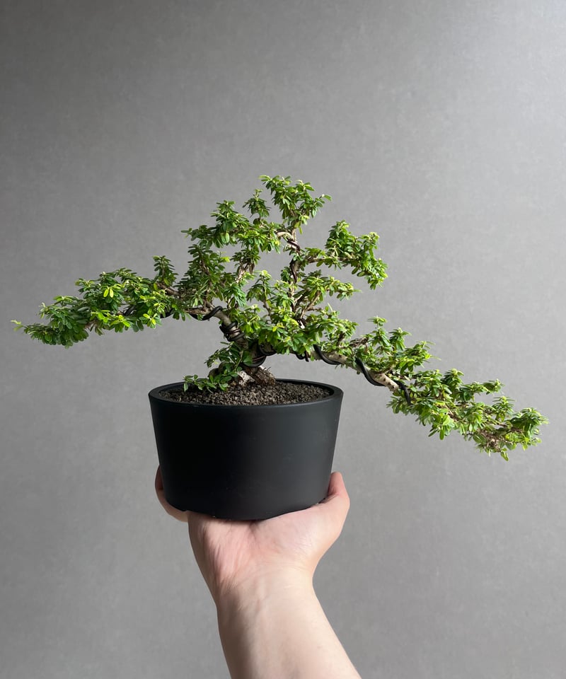 うち” 盆栽 「“UCHI” BONSAI 」65A | SHOUCHIKUEN