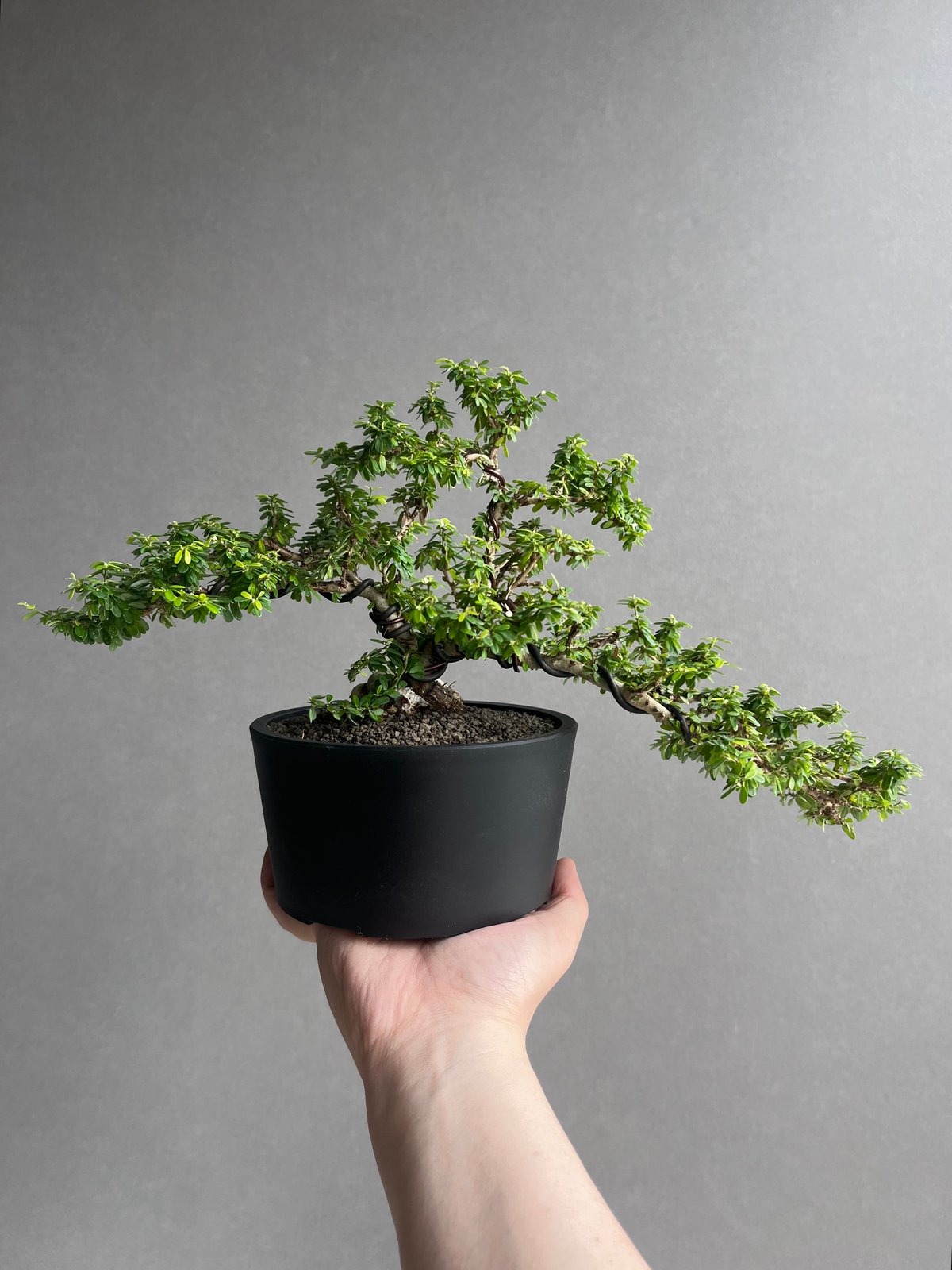 うち” 盆栽 「“UCHI” BONSAI 」65A | SHOUCHIKUEN