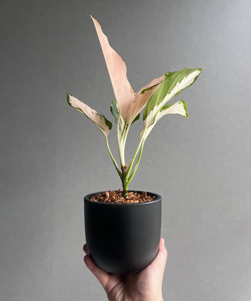 アグラオネマ コーチン ピーチ 「Aglaonema Cochin.Peach」59B | S