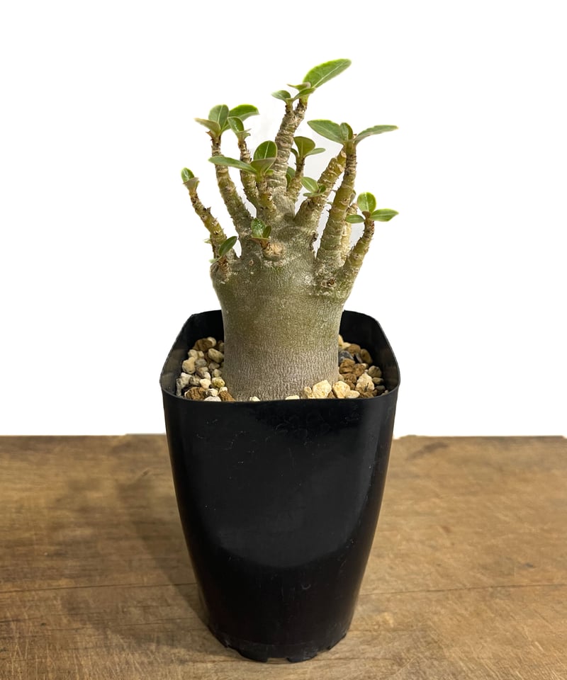 アデニウム アラビカム「Adenium arabicum」4/19-340 | SHOUCHI
