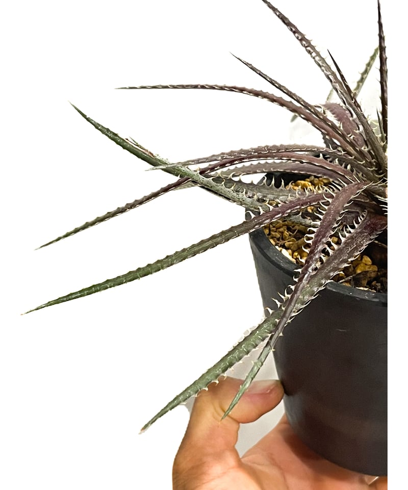 ディッキア オットー セレクト #1「Dyckia Otto Select #1」17E-3