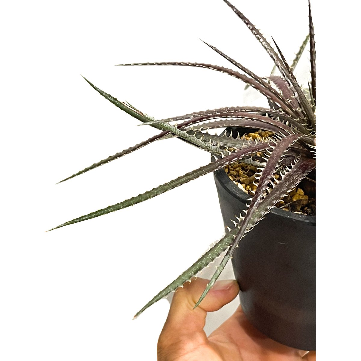 Dyckia 'Lucifer' ディッキア ルシファー Otto Yahoo!オークション - レア ディッキア ルシファー Dyckia