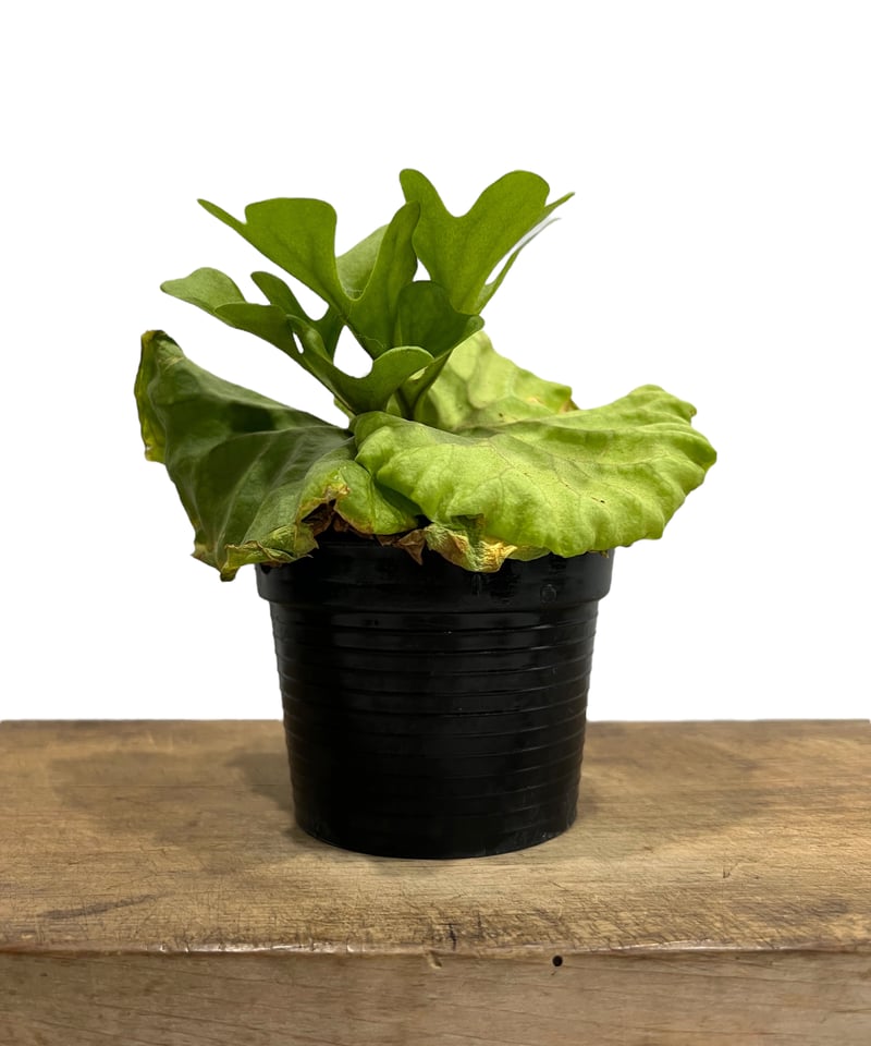 ビカクシダ　リドレイ ビカクシダ リドレイドワーフ シルベリー（P. ridleyi Dwarf