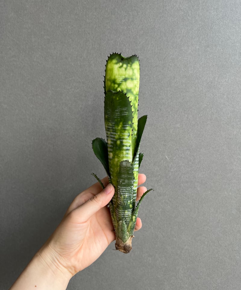 ビルベルギア ドミンゴス マーティンス 「Billbergia Domingos