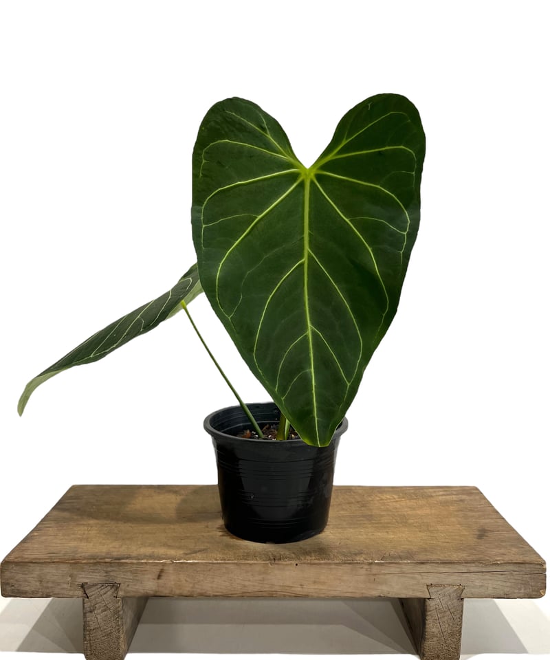 アンスリウム レガレ(コロンビア/ペルー) 「Anthurium regale