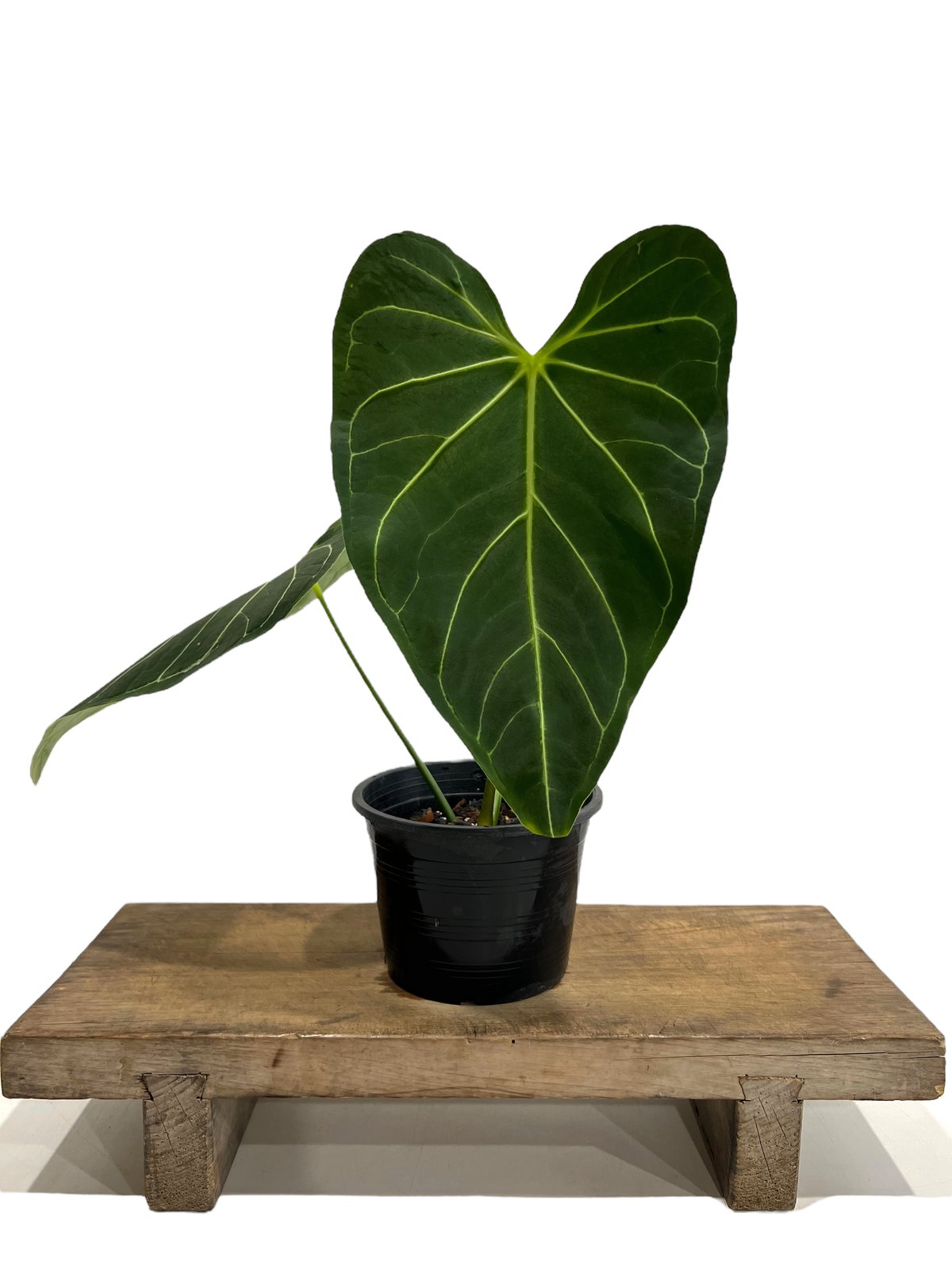 Anthurium regale アンスリウム　レガレ アンスリウム・レガレ / Anthurium Regale㉒│観葉植物