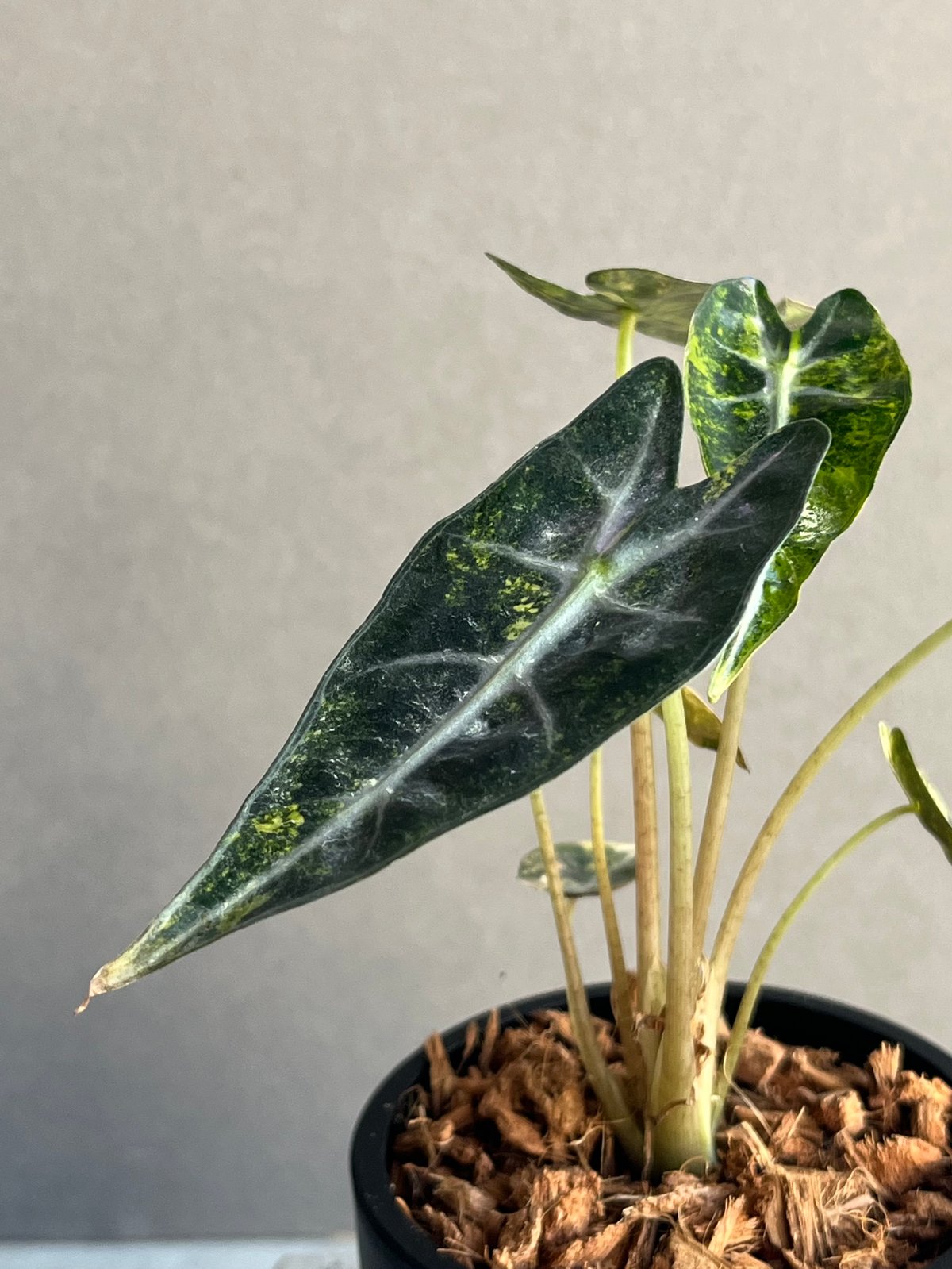 アロカシア バンビーノ イエロー 斑入 「Alocasia bambino Yellow Va