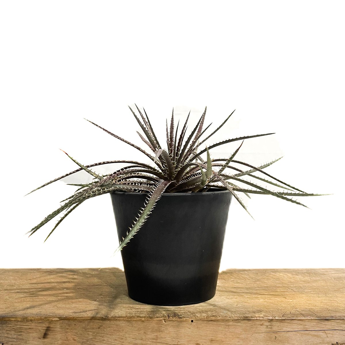 ディッキア　Dyckia OTTO-SL01　と M.O.N ×（・・・）セット Yahoo!オークション - 新品種 レア株 ディッキア Dyckia OTTO