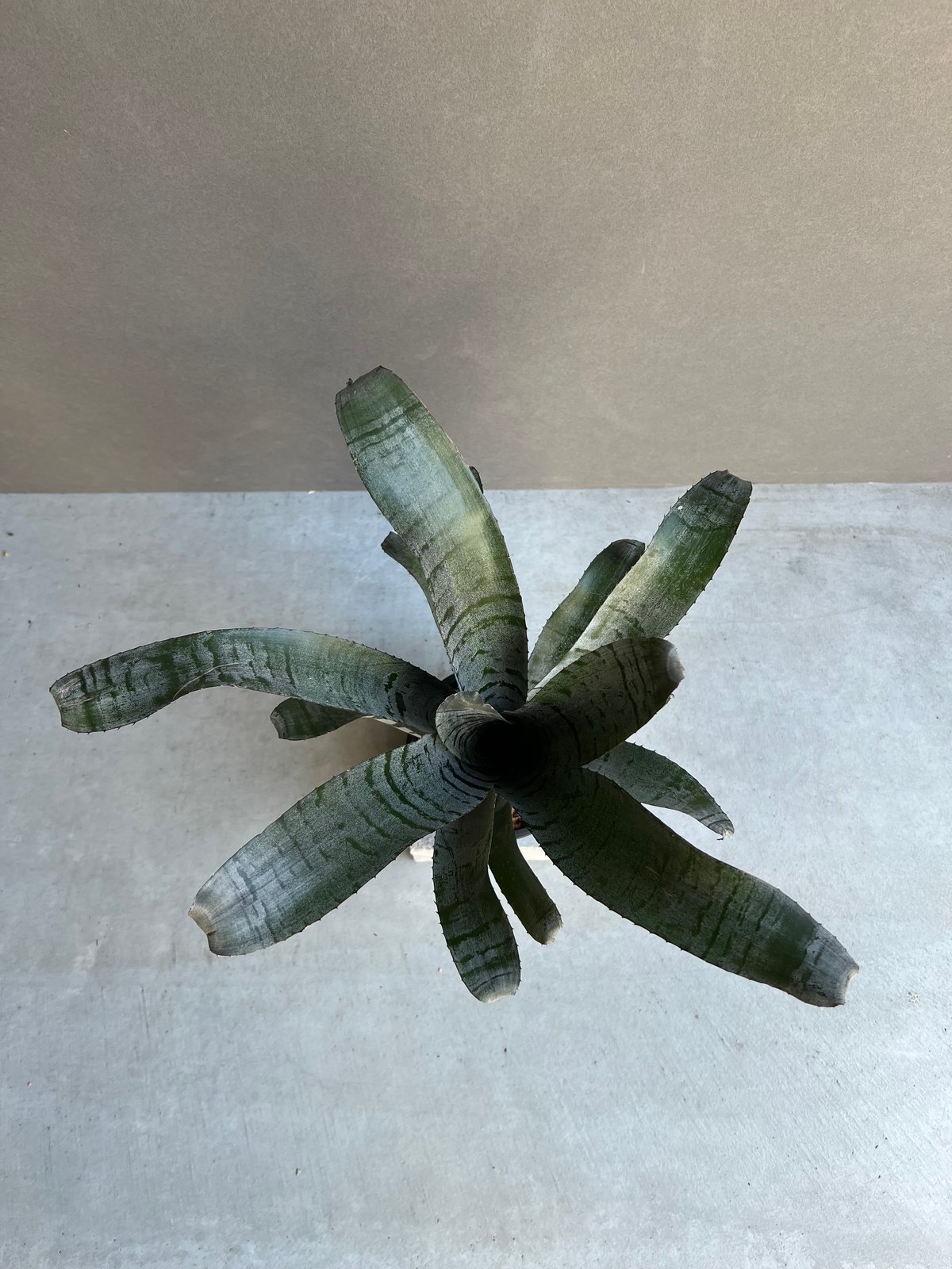 エクメア チャンティニー “ヤングターク” 「Aechmea chantinii “Young