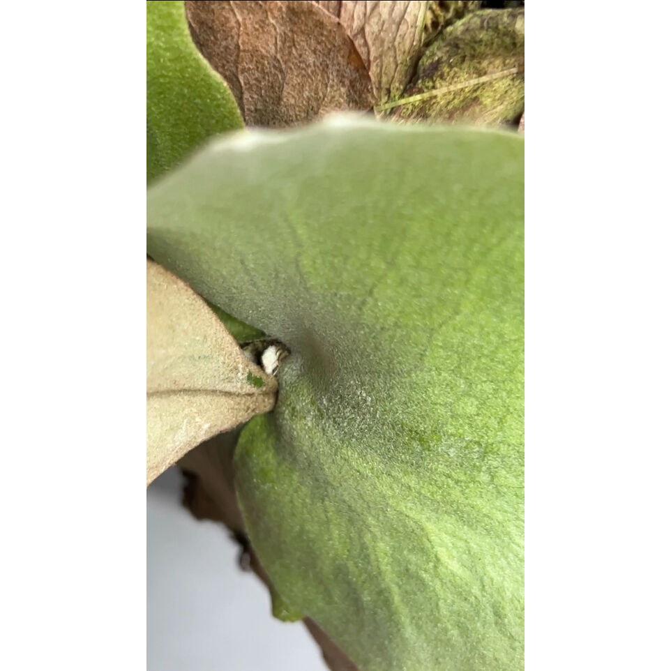 c*n様 ウィリンキー　ヤミー　oc ビカクシダ ビカクシダ ウィリンキー ヤミー「 Platycerium willinckii