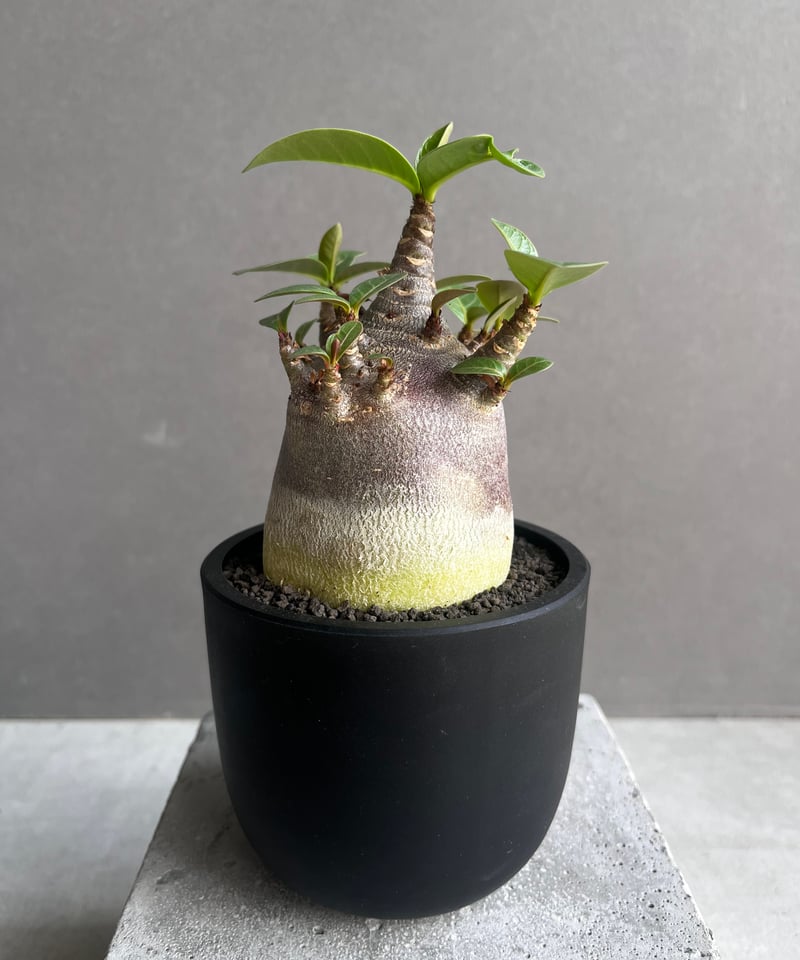 アデニウム アラビカム スーパー ドワーフ “ブラック” 「Adenium