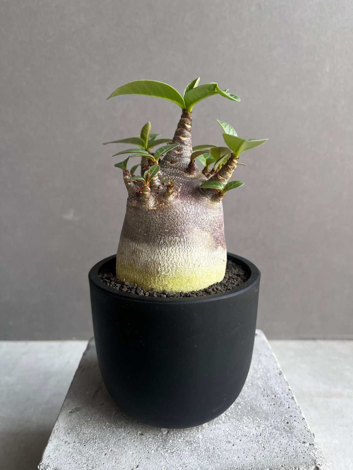 アデニウム アラビカム スーパー ドワーフ “ブラック” 「Adenium