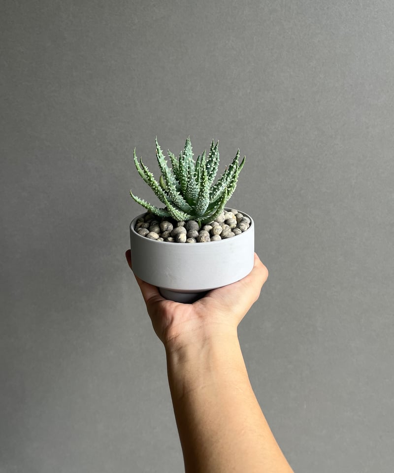 アロエ フミリス+ Sanna Low Pot 「Aloe humilis」18N | SHO