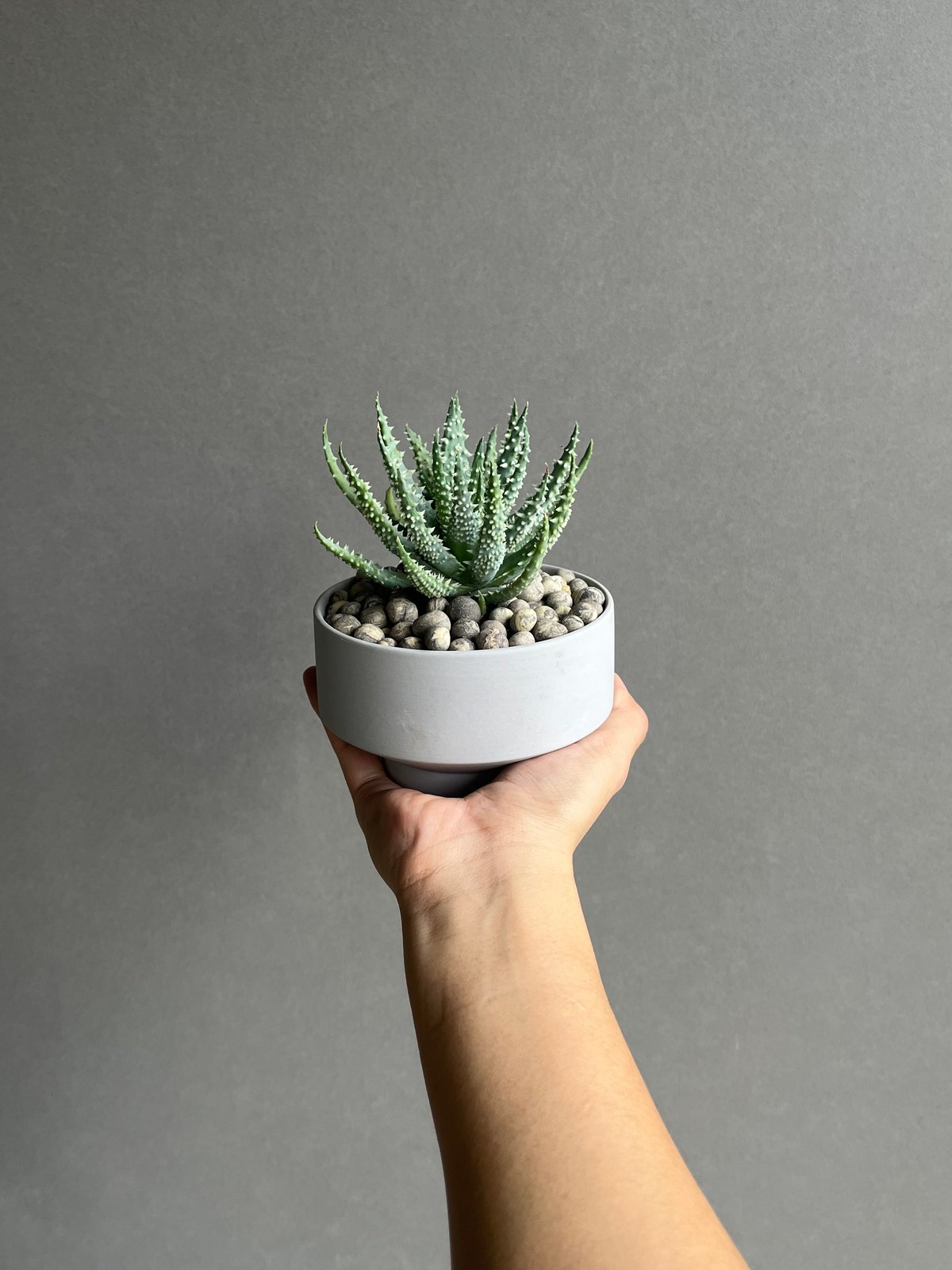 アロエ フミリス+ Sanna Low Pot 「Aloe humilis」18N | SHO