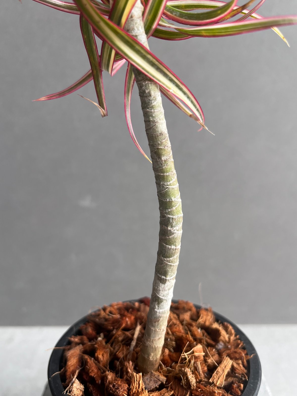 ドラセナ キュンティ 「Dracaena concinne Kuhnty 」35A | SHO