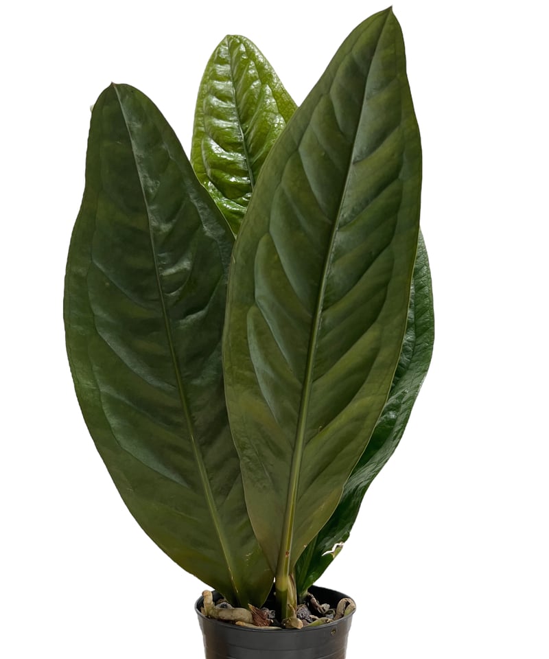 アンスリウム スパーバム 「Anthurium superbum」71K | SHOUCHIKUEN