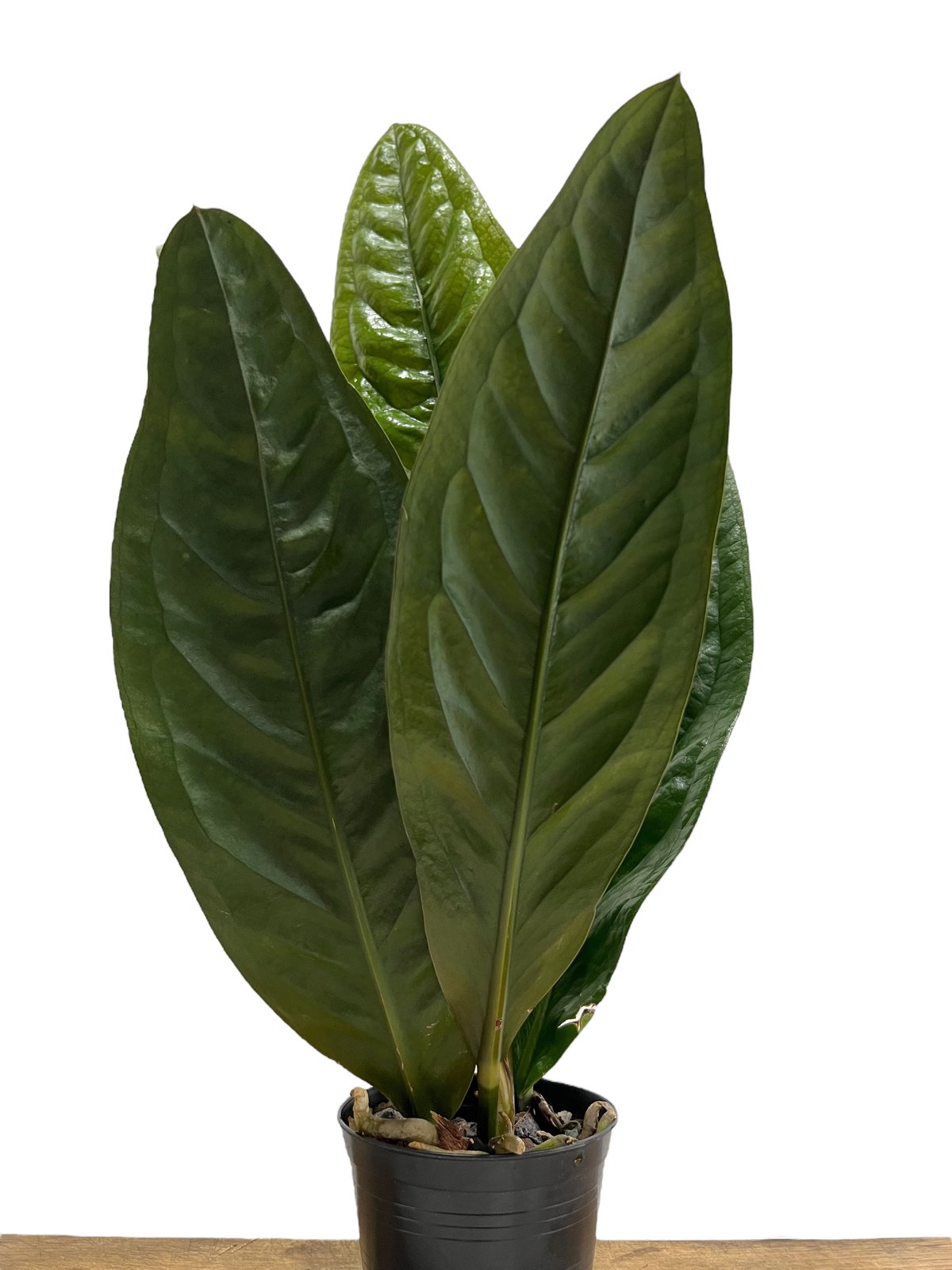 【HS】アンスリウム　BWxBW HS】アンスリウム BWxBW HS】アンスリウム BWxBW アートフラワー