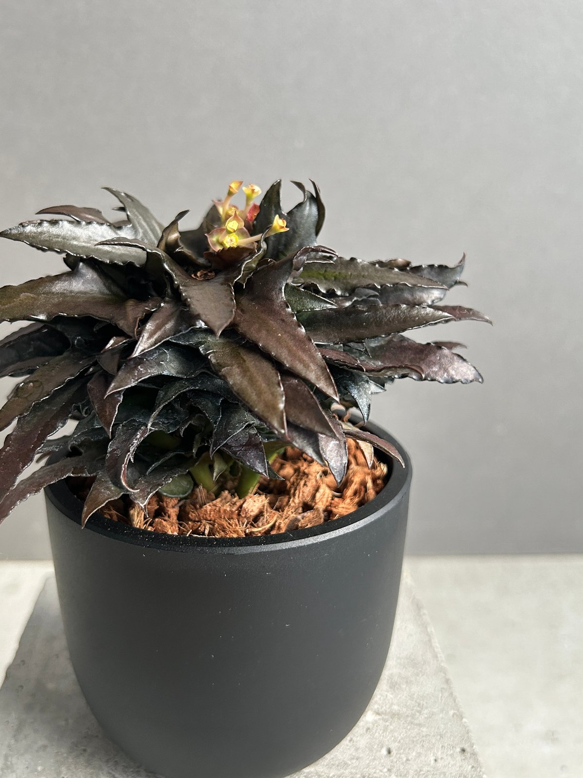 ユーフォルビア フランコイシー “エスプレッソ”「 Euphorbia