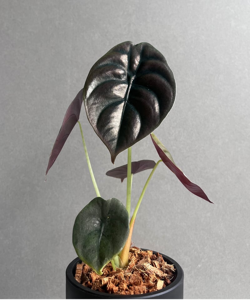 アカベプミラ アロカシア クプレア “レッドシークレット” 「Alocasia cuprea “Red Se