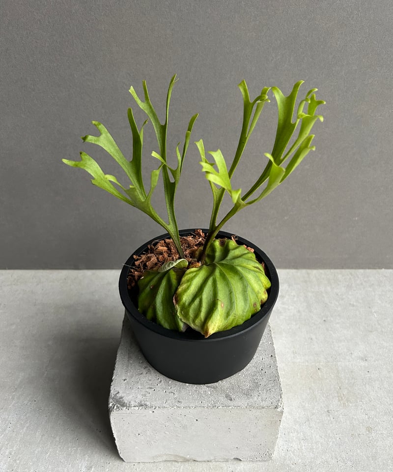 ビカクシダ リドレイ “パカラン”「Platycerium ridleyi “Pakarang