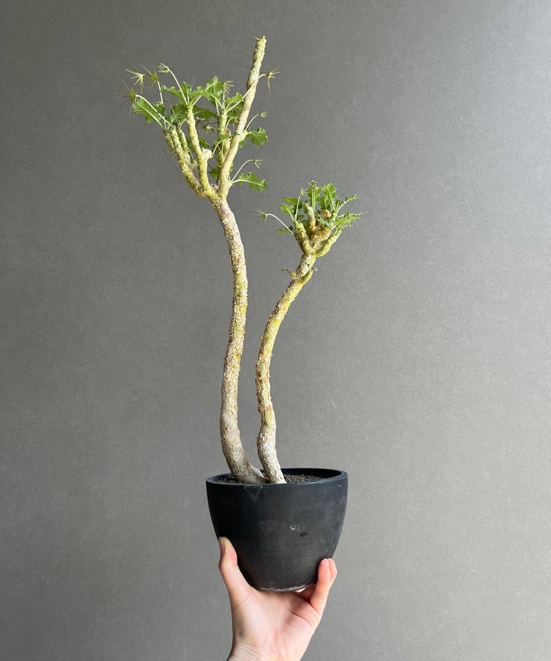 ドルステニア ジプソフィラ x ラブラニー 「Dorstenia gypsophila x l