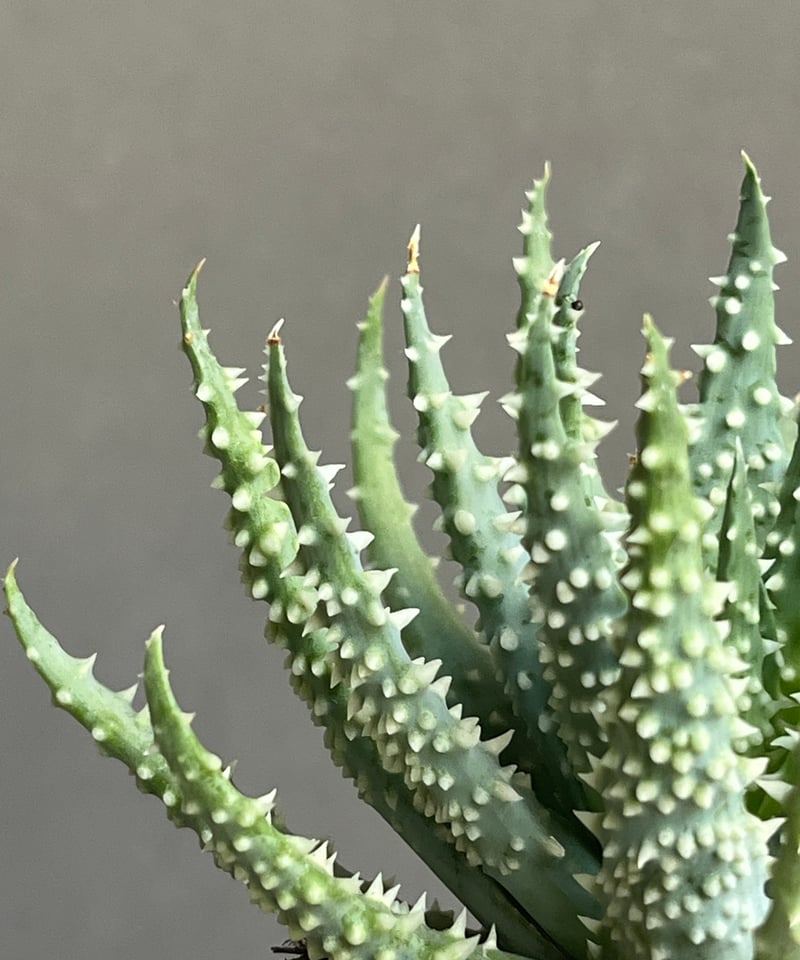 アロエ フミリス+ Sanna Low Pot 「Aloe humilis」18N | SHO