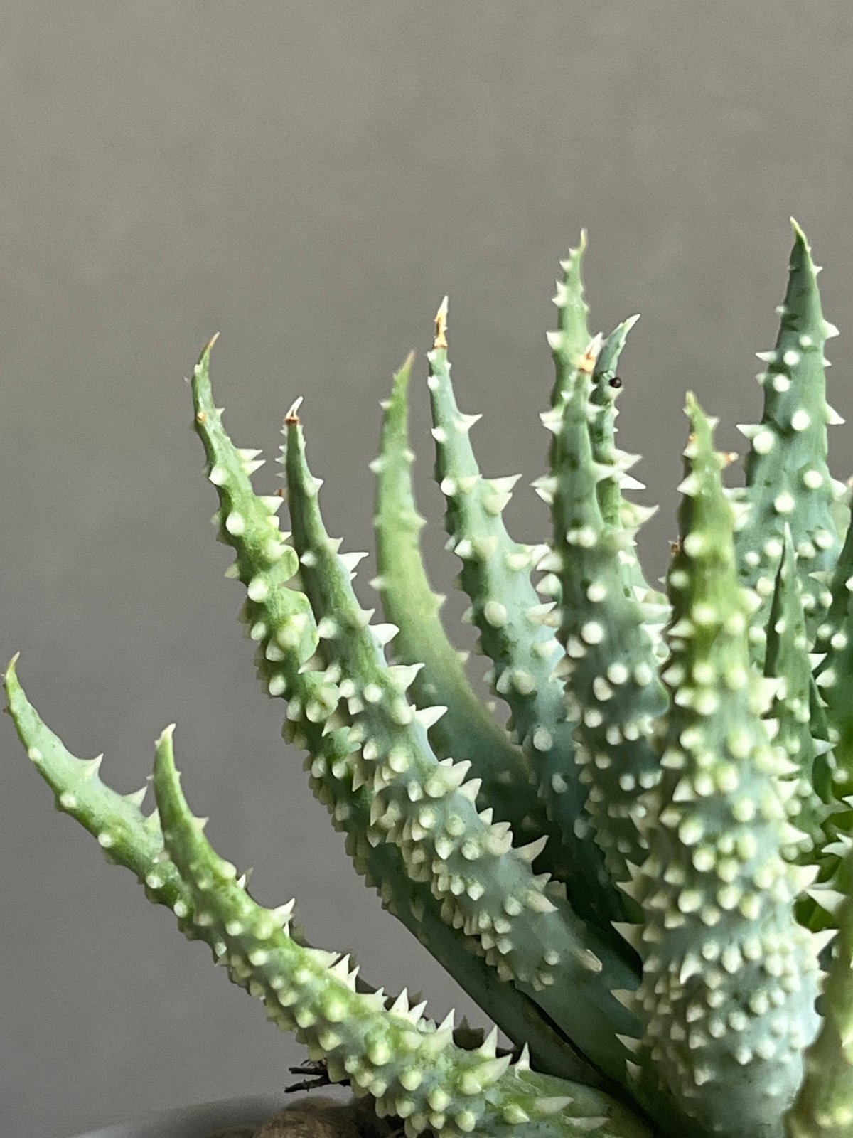 アロエ フミリス+ Sanna Low Pot 「Aloe humilis」18N | SHO