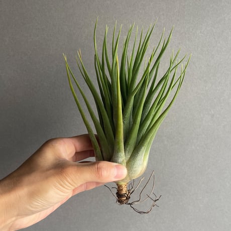 エアープランツ air-plants TENGU-DO