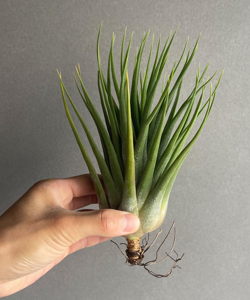 ティランジア ペナン ピーチ (イオナンタ メキシコ NO. 9978 x