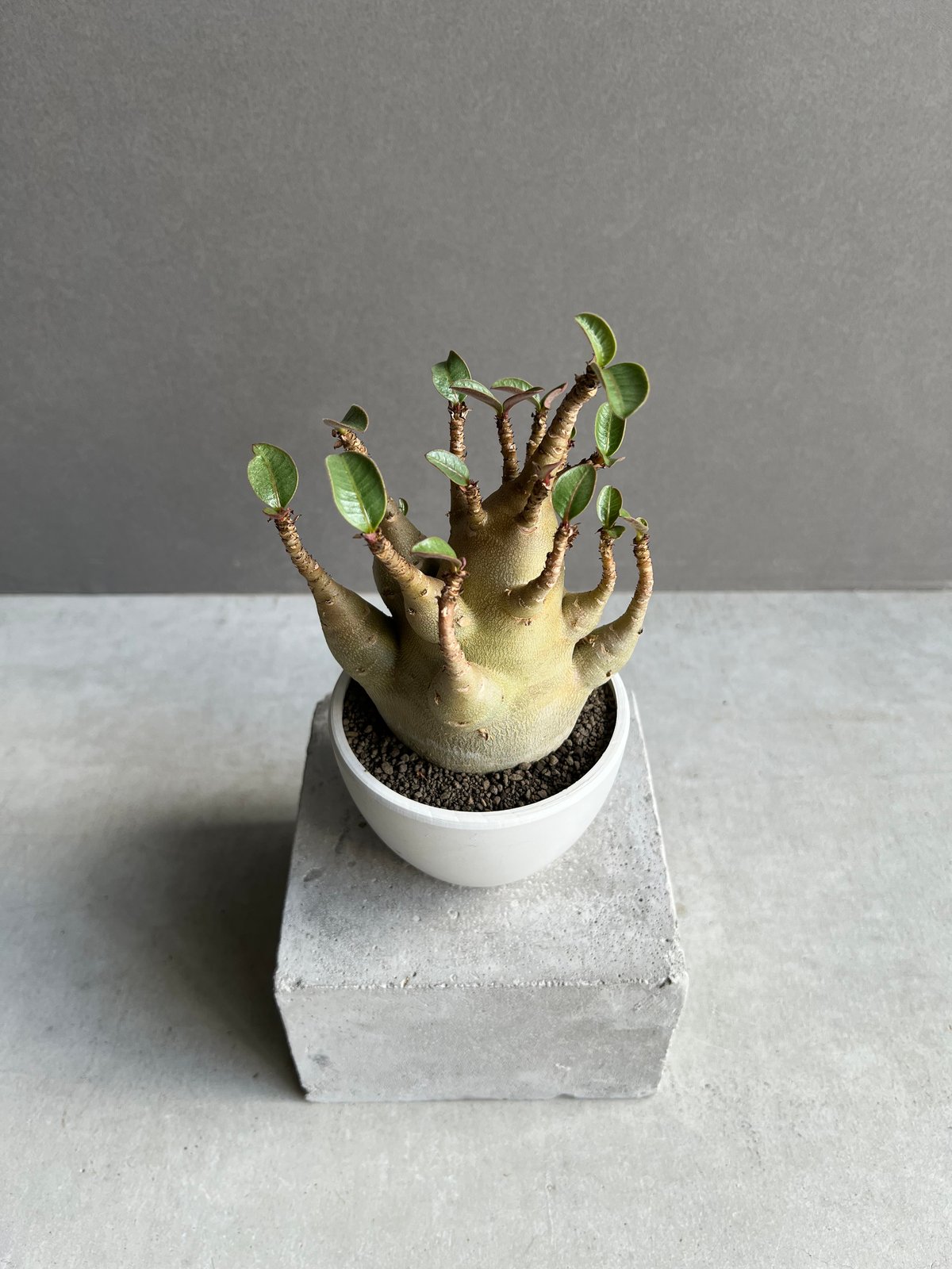 アデニウム アラビカム スーパー ドワーフ タイプ 「Adenium arabicum