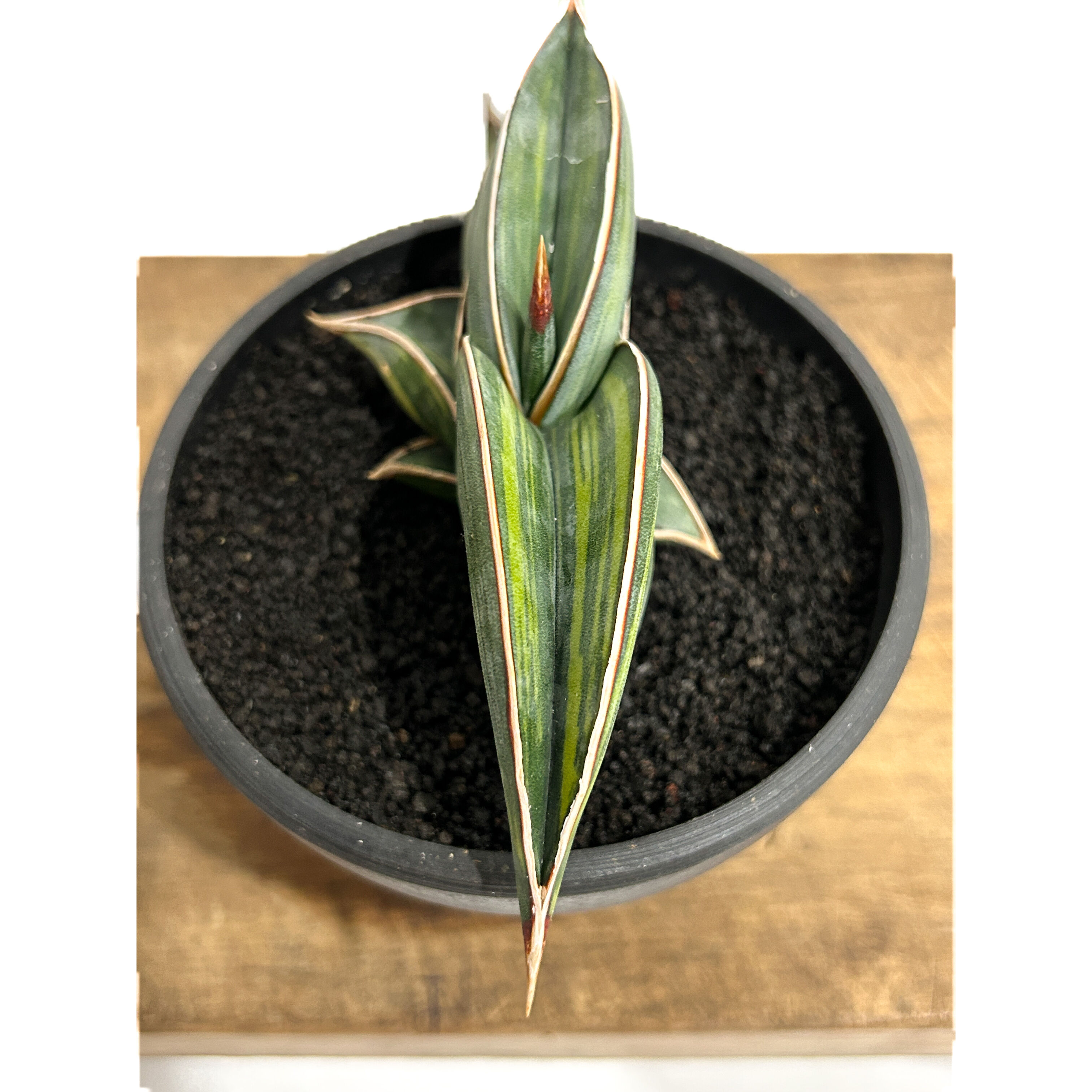 サンセベリア ロリダ 斑入り「Sansevieria rorida Var.」6/14-771