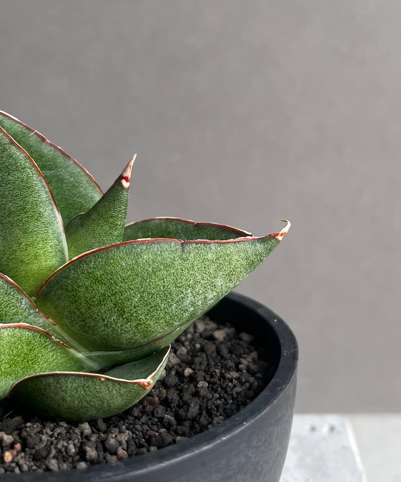 EMP サンセベリア オペラハウス / SA307 EMP サンセベリア オペラ