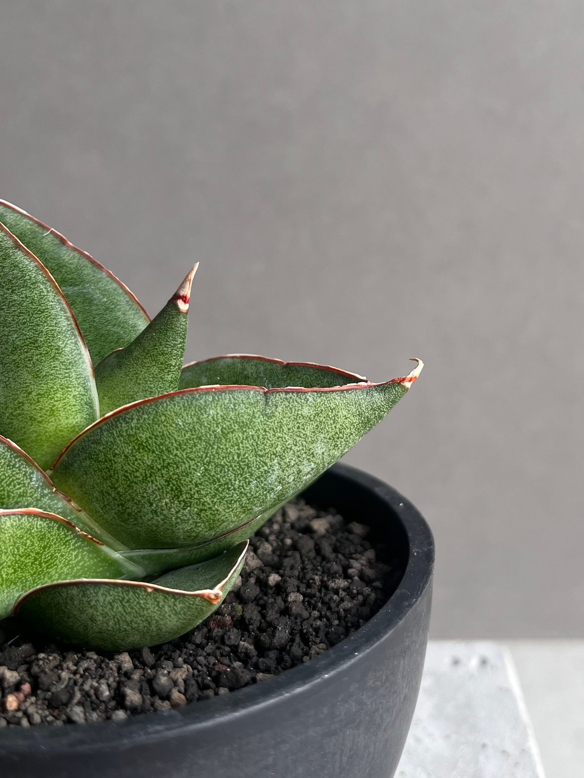 サンセベリア オペラ ハウス 「Sansevieria Opera House 」36B |