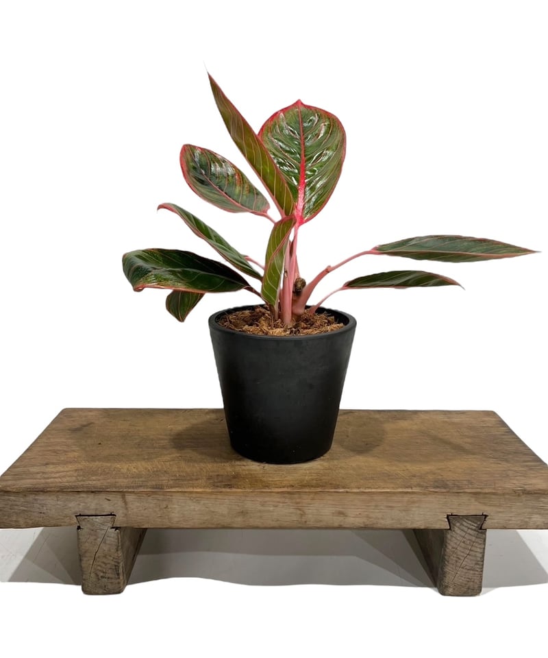 アグラオネマ　リップスティック　鉢ごと アグラオネマ リップスティック 鉢ごと