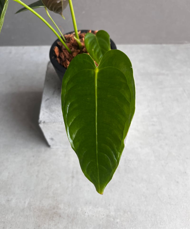 アンスリウム ベイチー 「Anthurium veitchii」96Y | SHOUCHIKUEN
