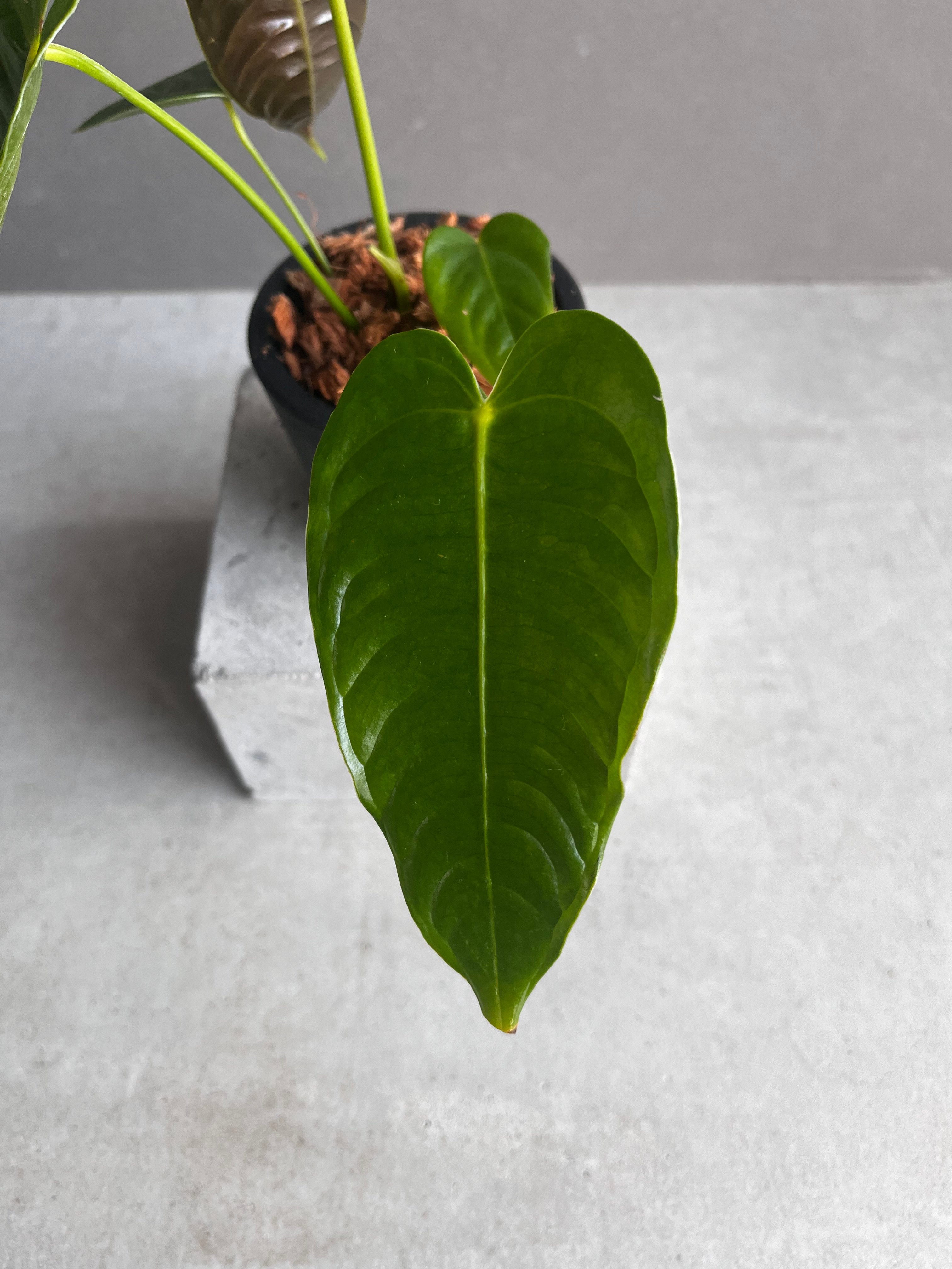 アンスリウム ベイチー 「Anthurium veitchii」96Y | SHOUCHIKUEN