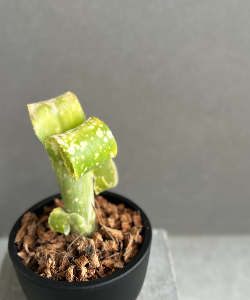 ビルベルギア レプトポーダ 「Billbergia leptopoda」70F | SHOUC