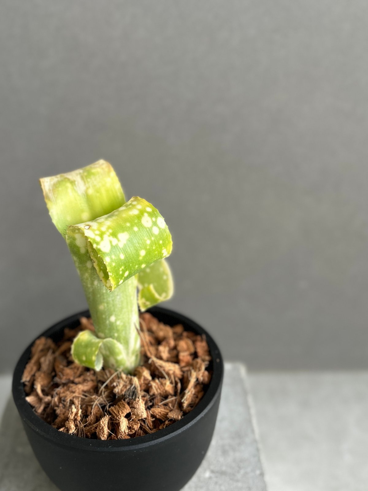 ビルベルギア レプトポーダ 「Billbergia leptopoda」70F | SHOUC