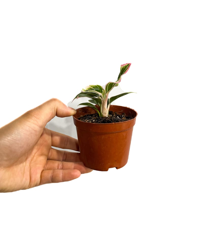 アグラオネマ ロータス デライト「Aglaonema Lotus Delight」5/16-4
