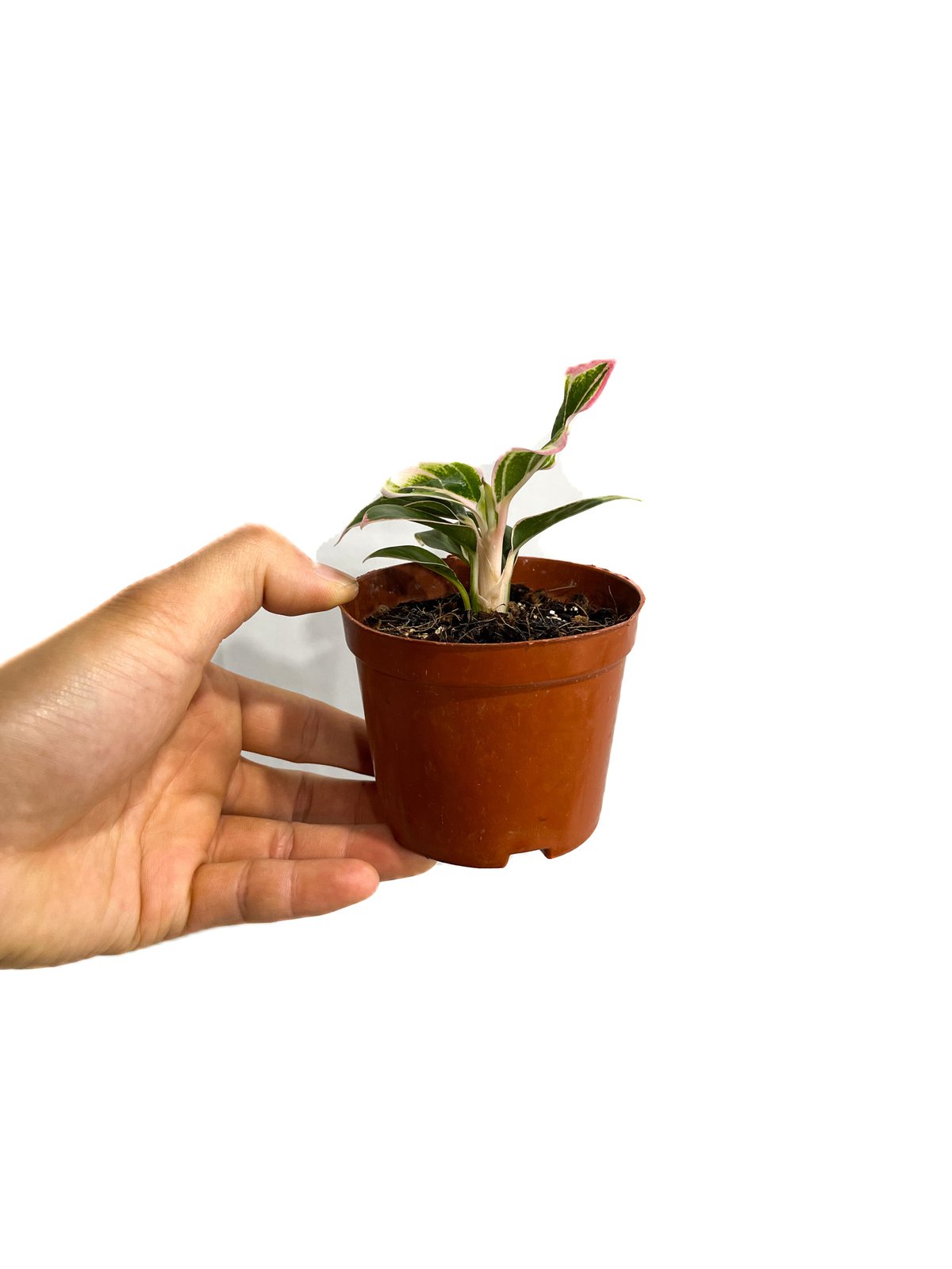 アグラオネマ ロータス デライト「Aglaonema Lotus Delight」5/16-4