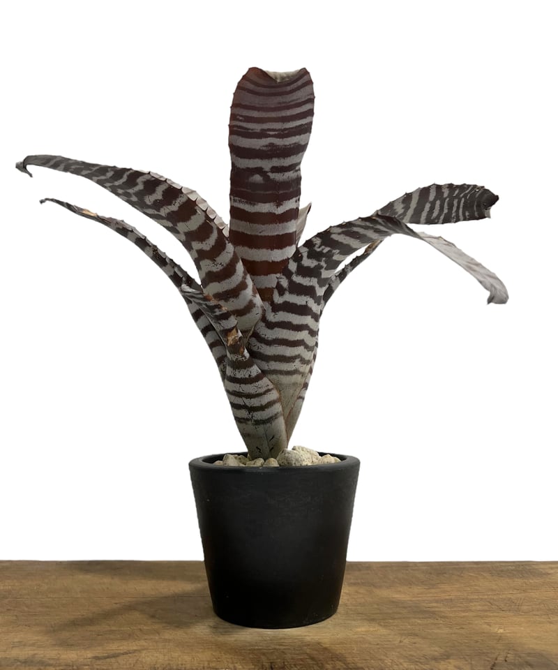 ブロメリア・エアープランツ Aechmea Black Ebony x Wide Leaf Aechmea Black Ebony x Wide Leaf