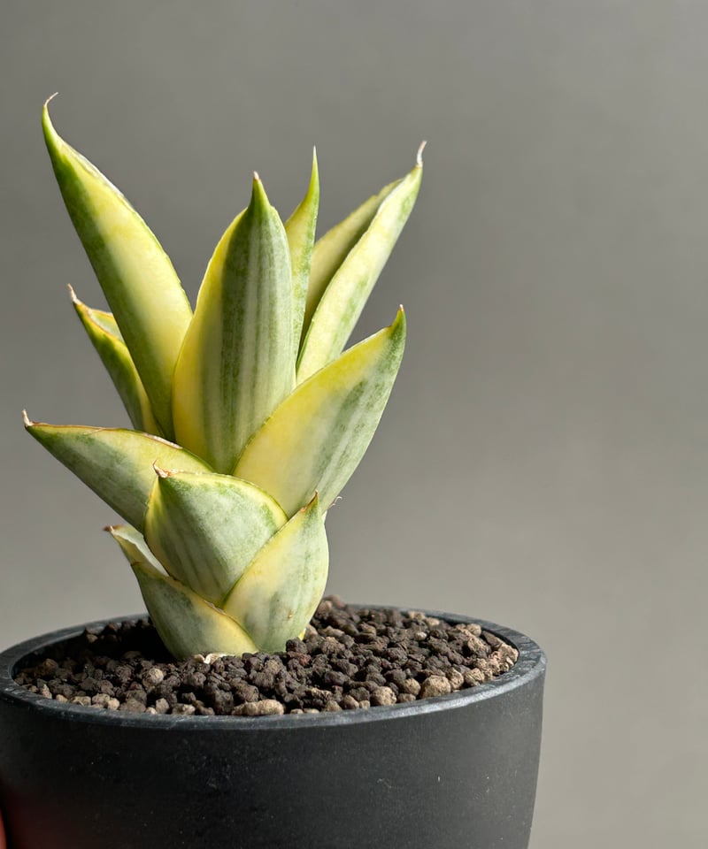 EMP サンセベリア パゴダ 仏塔 斑入り / SA358 サンセベリア パゴダ 斑入 「Sansevieria Pagoda Variegated」 |