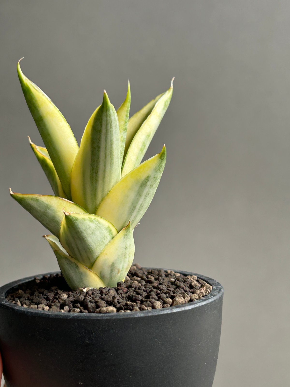 EMP サンセベリア パゴダ / SA357 サンスベリア パゴダ 1 Sansevieria Pagoda hyb | 多肉植物