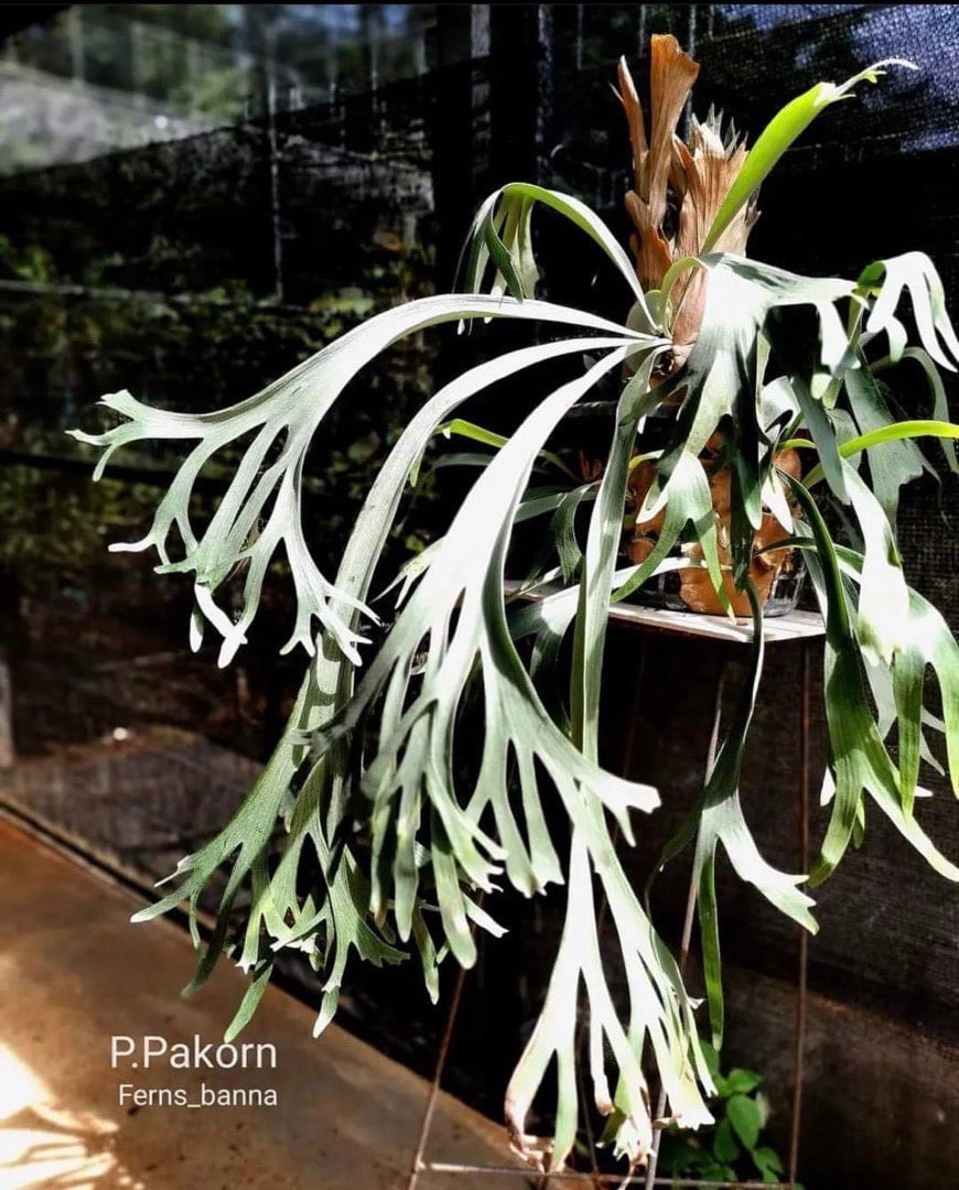 ビカクシダPakorn 子株付き