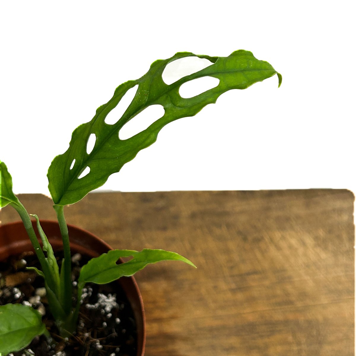 超希少❗️モンステラ オブリクア ヤスニ✨ Peruじゃないよ☆Monstera