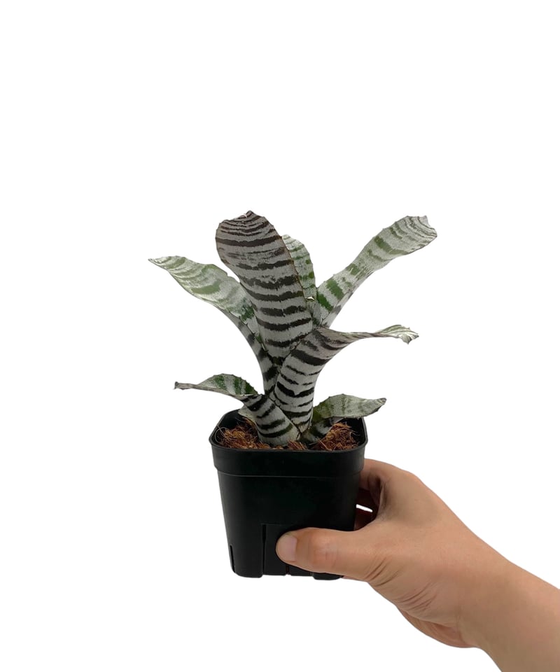 エクメア チャンティニー ブラック 「Aechmea chantinii Black」56N 