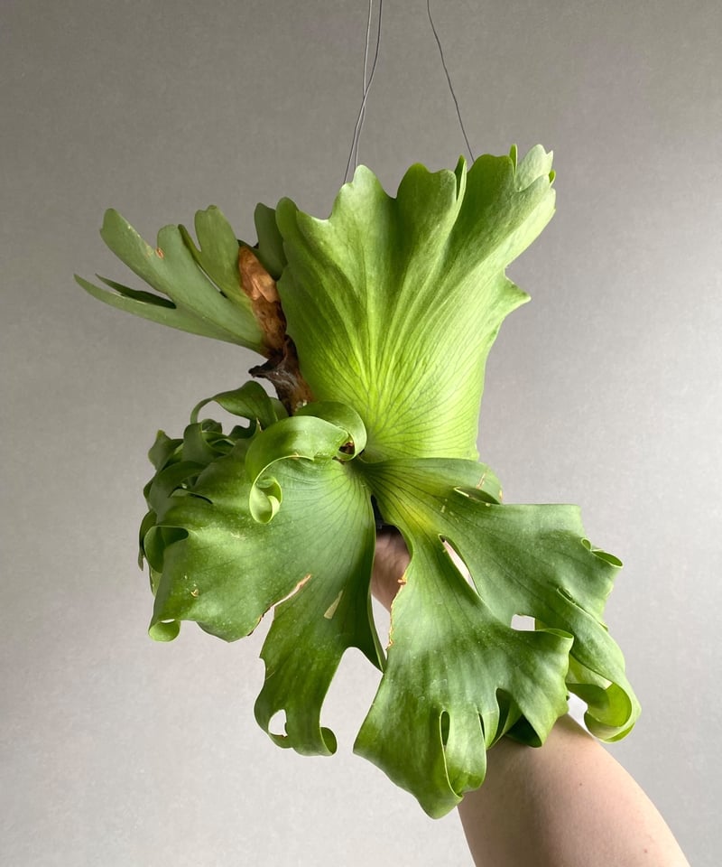 ビカクシダ　P. 'Surinarium' スリナリウム　レア品種　大株 ビカクシダ P. 'Surinarium' スリナリウム レア品種 大株 ビカクシダ P