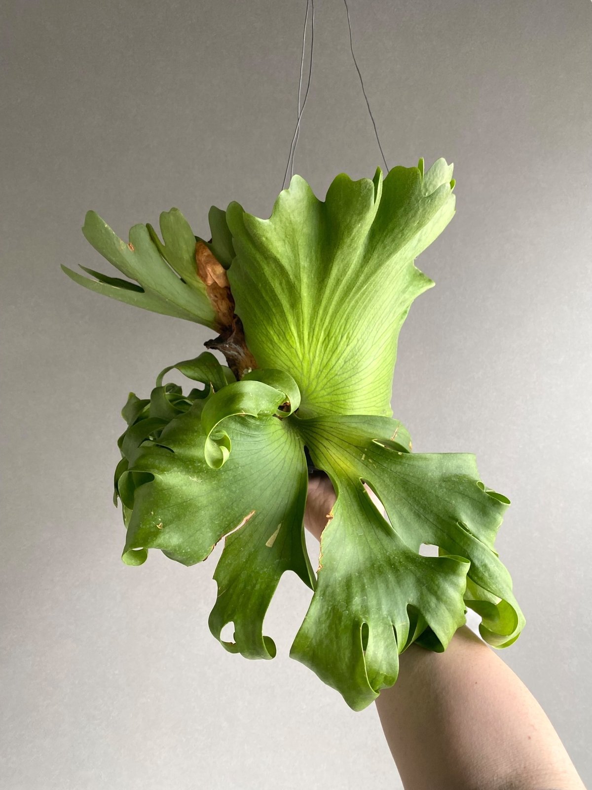 fit=scale-down,w=1200